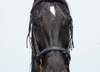Chandigarh Horse Show