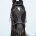 Chandigarh Horse Show