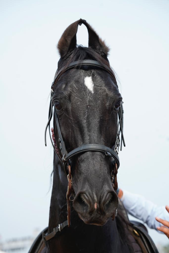 Chandigarh Horse Show