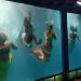 Beautiful mermaids will attract the audience in Chandigarh's Jalpari Carnival
