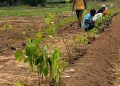 Forest Hill Resort Partners with Afforestt to Transform Landscape into a Thriving Eco-Sanctuary
