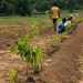 Forest Hill Resort Partners with Afforestt to Transform Landscape into a Thriving Eco-Sanctuary